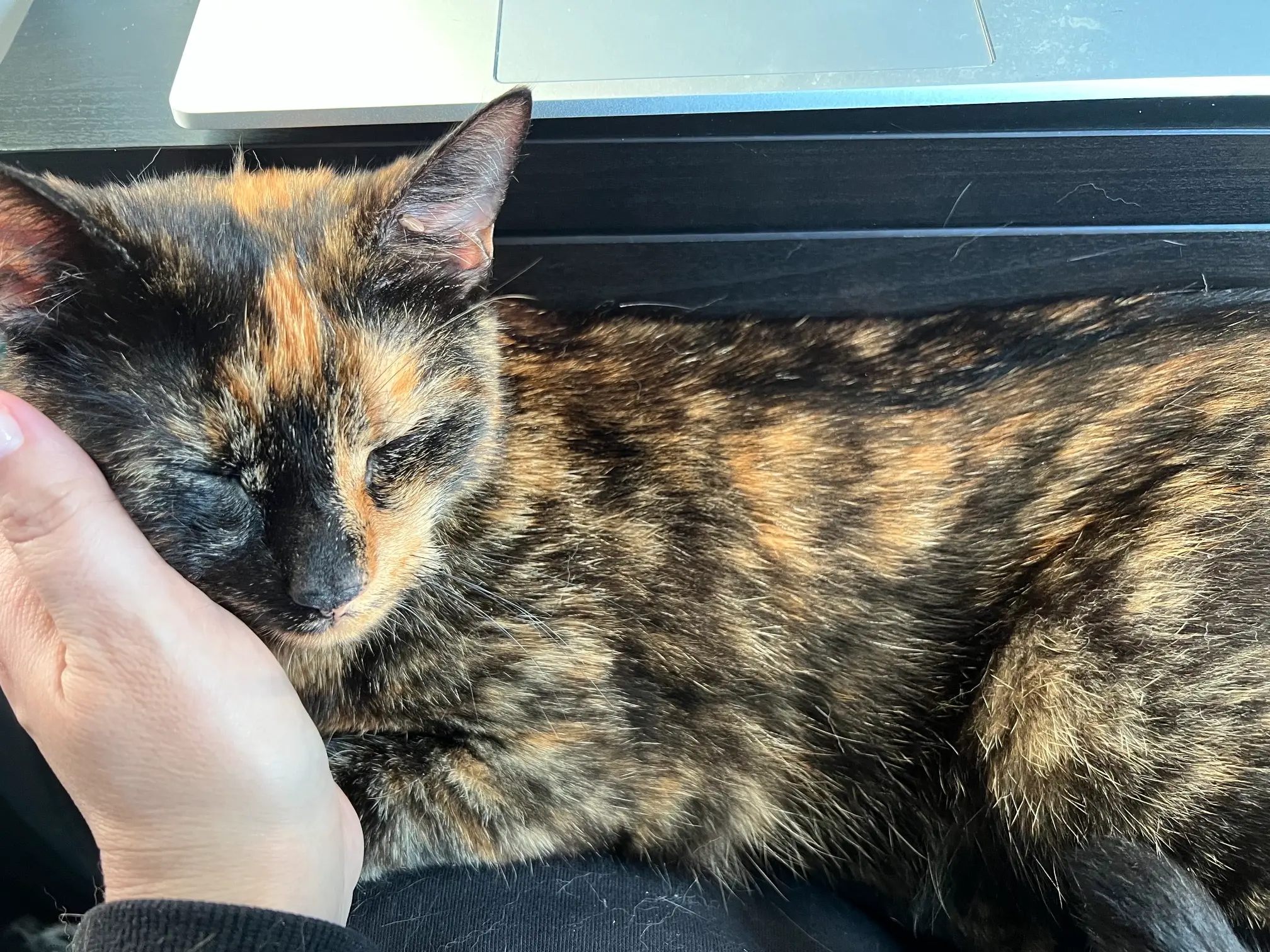 Monatsrückblick Juni 2026 - Katze
