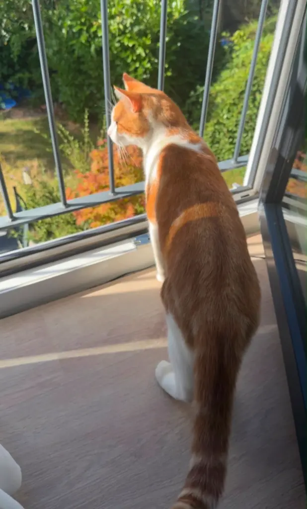 Monatsrückblick August 2026 - unser Kater