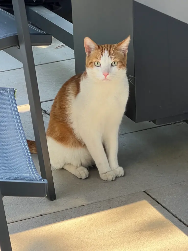 Monatsrückblick August 2026 - unser Kater
