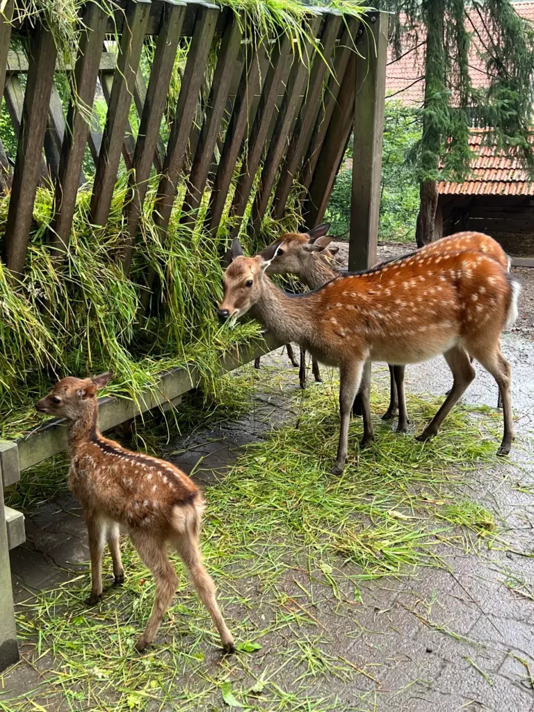 Monatsrückblick September 2026 - Besuch im Tierpark